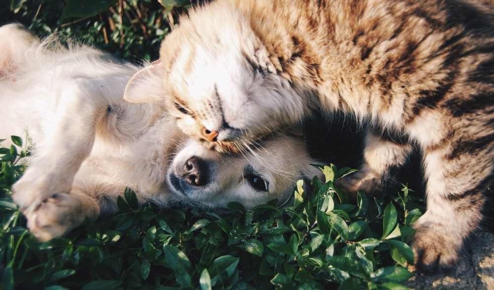 Adoção de cães e gatos